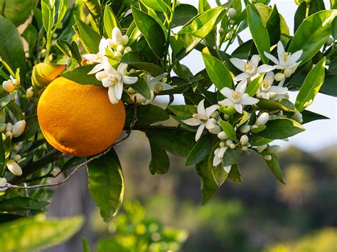 orange blossom and neroli scent